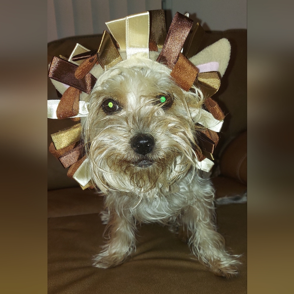 Dog Lion Costume